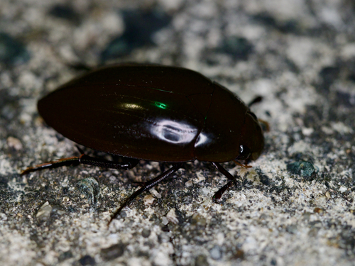 大黑水龟虫(Hydrophilus acuminatus)的实拍照片