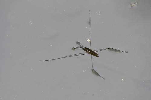 水黾(Aquarius elongatus)的实拍照片