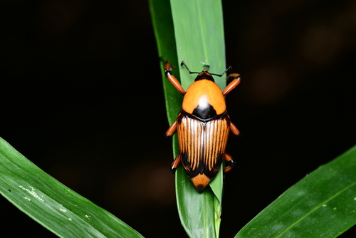 竹象（Cyrtotrachelus buquetii）的实拍照片
