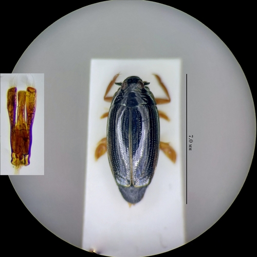 豉甲(Gyrinus sp.)的实拍照片
